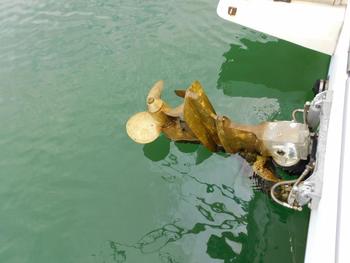 thumb_088580-yanmar-fx24bz