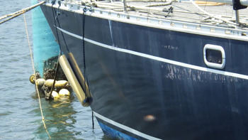 thumb_093505-piewiet-1200