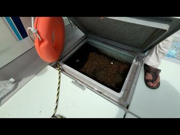 thumb_095018-yanmar-de30ez